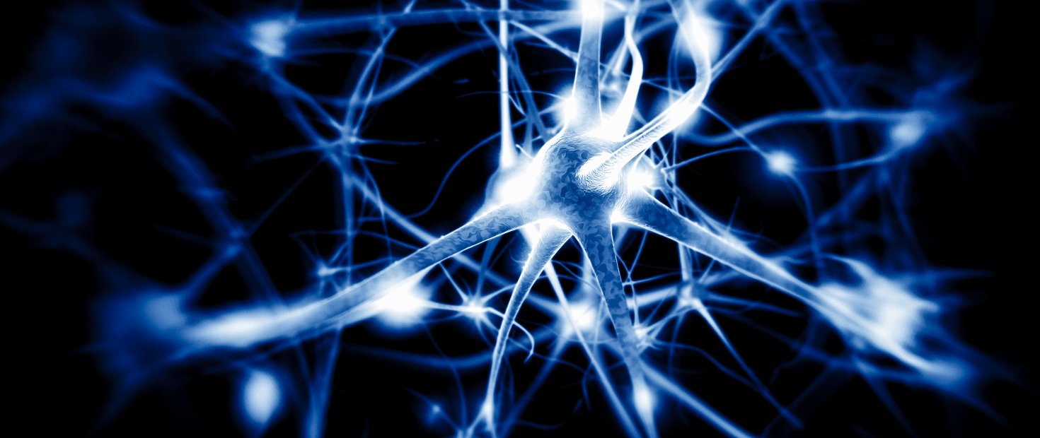 Das Autonome Nervensystem - die "Elektrik der Organe"